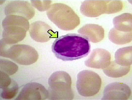 Blood Cell